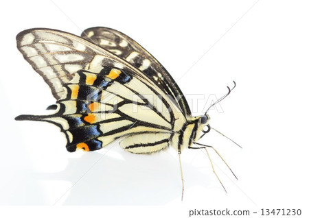Swallowtail butterfly's beautiful feather white back Swallowtail butterfly's beautiful feather white back 13471230