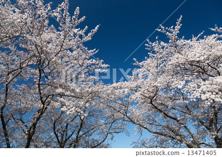 櫻花和藍天3 13471405