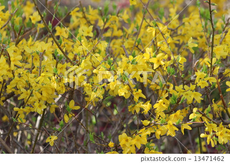 One of the representative yellow flowers that announce the spring, Forsythia. 13471462