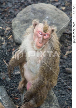 Mohawk's monkey Mohawk's monkey 13471543