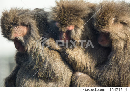 monkey monkey 13471544