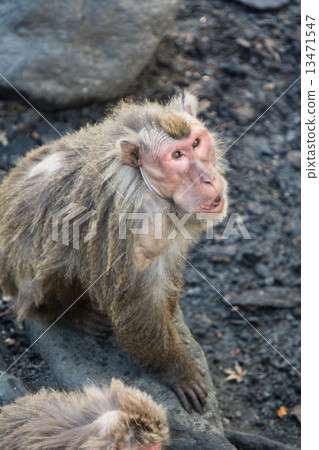 Mohawk's monkey 13471547