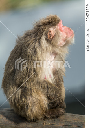 一隻猴子 一隻猴子 13471559