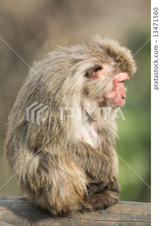 一隻猴子 13471560