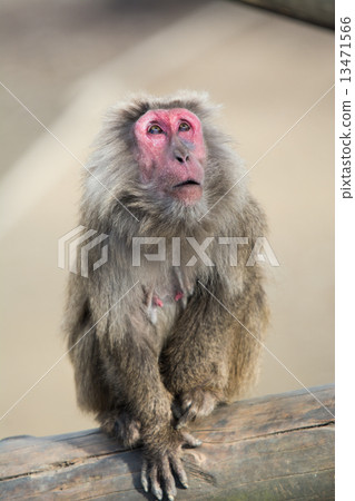 猴子在想 猴子在想 13471566