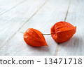 Physalis on a white wooden background 13471718