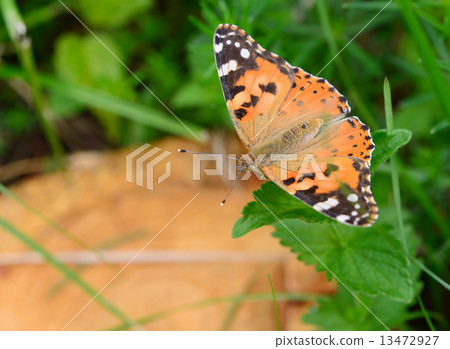Orange Butterfly 13472927