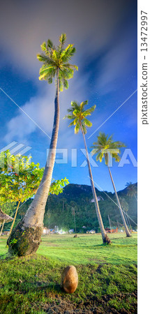 Coconut palms. Thailand Coconut palms. Thailand 13472997