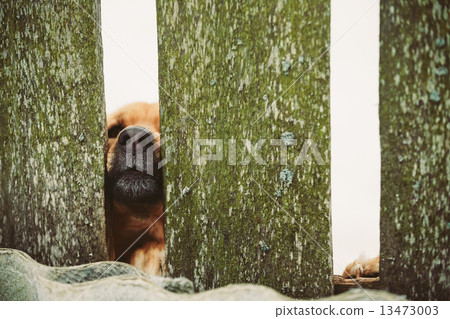 Angry Dog Look At Outside From Fence Angry Dog Look At Outside From Fence 13473003