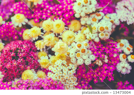 Background Of Beautiful Colorful Wild Summer Flowers. 13473004