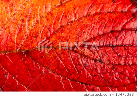 Close up of colorful autumnal maple leaf Close up of colorful autumnal maple leaf 13473388