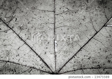Close up of mono autumnal maple leaf Close up of mono autumnal maple leaf 13473389