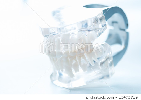 Dental model Dental model 13473719