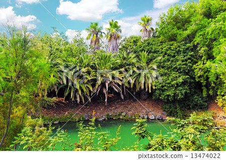 Beautiful landscape of humid tropical jungle. 13474022