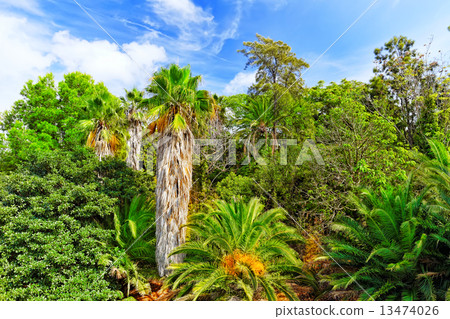 Beautiful landscape of humid tropical jungle. Beautiful landscape of humid tropical jungle. 13474026