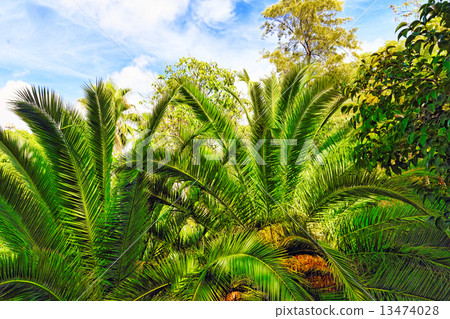 Beautiful landscape of humid tropical jungle. 13474028