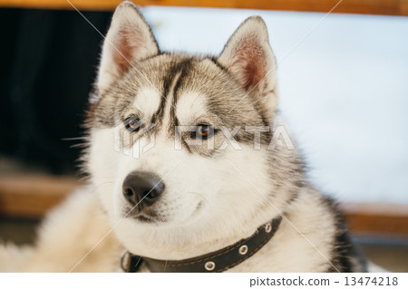 Gray Adult Siberian Husky Dog (Sibirsky husky) 13474218