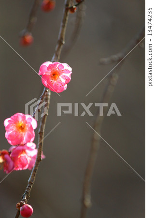 等待春天♫ 13474235