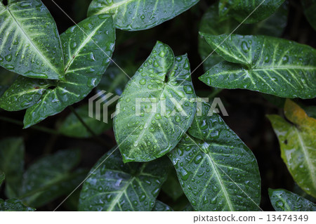 Singonium葉子和雨滴 13474349