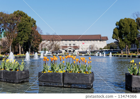 Ueno Park Fountain Square early blooming tulips and Tokyo National Museum 13474366