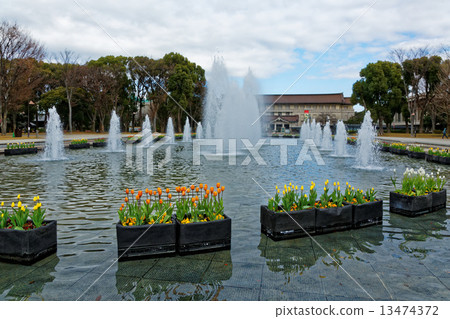 上野公園噴泉廣場早開花鬱金香和東京國立博物館 13474372