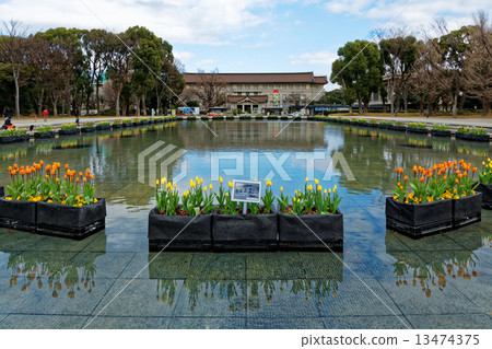 上野公園噴泉廣場早開花鬱金香和東京國立博物館 上野公園噴泉廣場早開花鬱金香和東京國立博物館 13474375