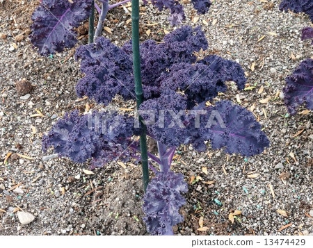 Kale Scarlet Kale Scarlet 13474429