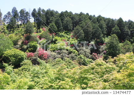 Mimuroto寺 13474477