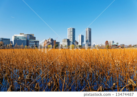 冬天荷花池和上野溫泉公園周圍的風景 13474487