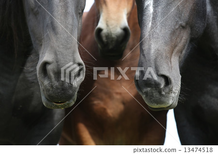 Horse Horse 13474518