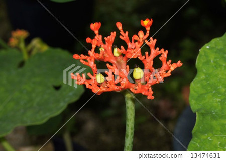 Tokkuri Aburagiri (Coral Aburagiri) 13474631