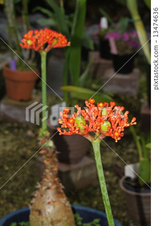 Tokkuri Aburagiri (Coral Aburagiri) Tokkuri Aburagiri (Coral Aburagiri) 13474636