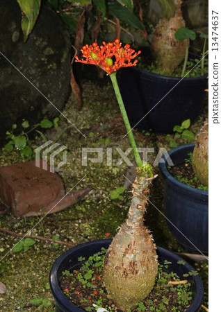 Tokkuri Aburagiri (Coral Aburagiri) 13474637