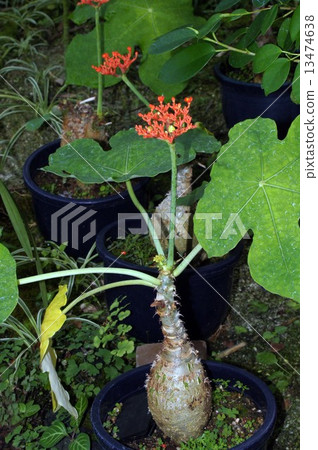 Tokkuri Aburagiri (Coral Aburagiri) 13474638