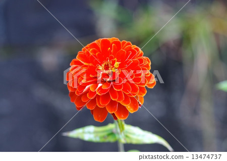 Flowers Flowers 13474737