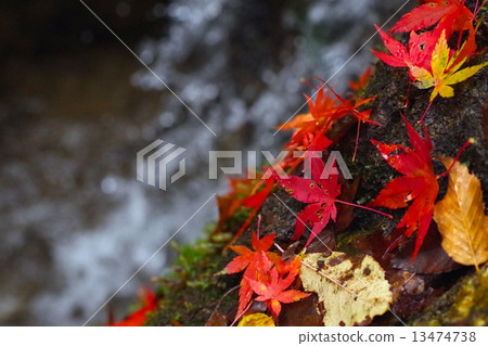 Autumn leaves and clear stream 13474738