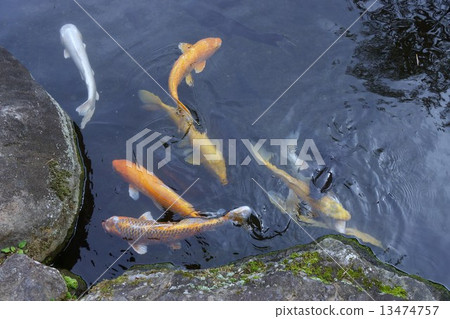 彩色鯉魚 13474757