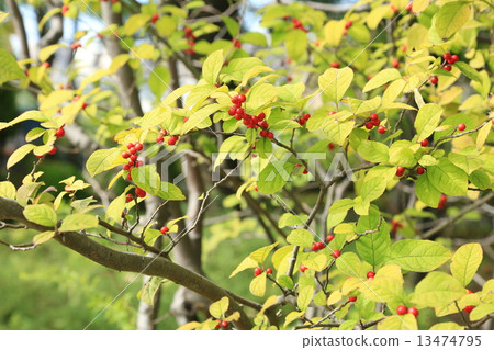 Red fruit of a stink of Arakawa nature park Red fruit of a stink of Arakawa nature park 13474795