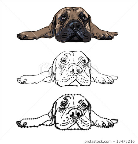 Drawing of  lying bullmastiff Drawing of  lying bullmastiff 13475216