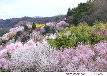 Hanamiyama 13475263