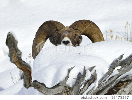 Bighorn Sheep 13475327