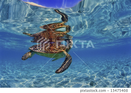 呼吸在海灘的海龜 呼吸在海灘的海龜 13475408