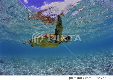 在海灘的海龜游泳 在海灘的海龜游泳 13475409
