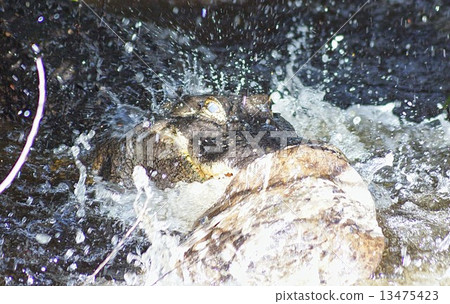 美國短吻鱷捉獵物美國佛羅里達大沼澤地國家公園 13475423