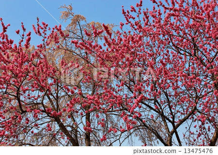 Pink flower peach 13475476
