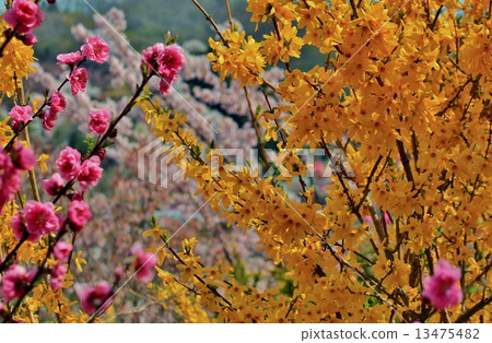 Brine and pink flower peaches Brine and pink flower peaches 13475482