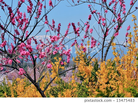 Pink and yellow collaboration 13475483