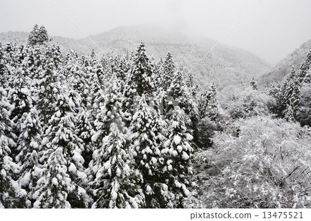 Ibuki降雪 Ibuki降雪 13475521