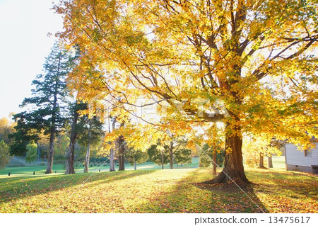 Autumn leaves in Kentucky, USA 13475617