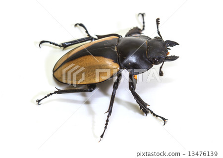 insect, beetle, bug, in genus Odontolabis 13476139